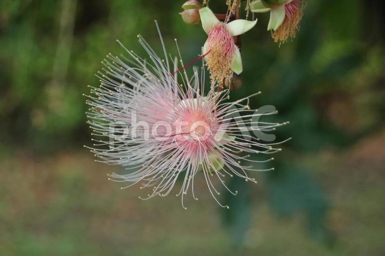 🌸 소에도 사가리바나(소에도 사가리바나) 이미지 5